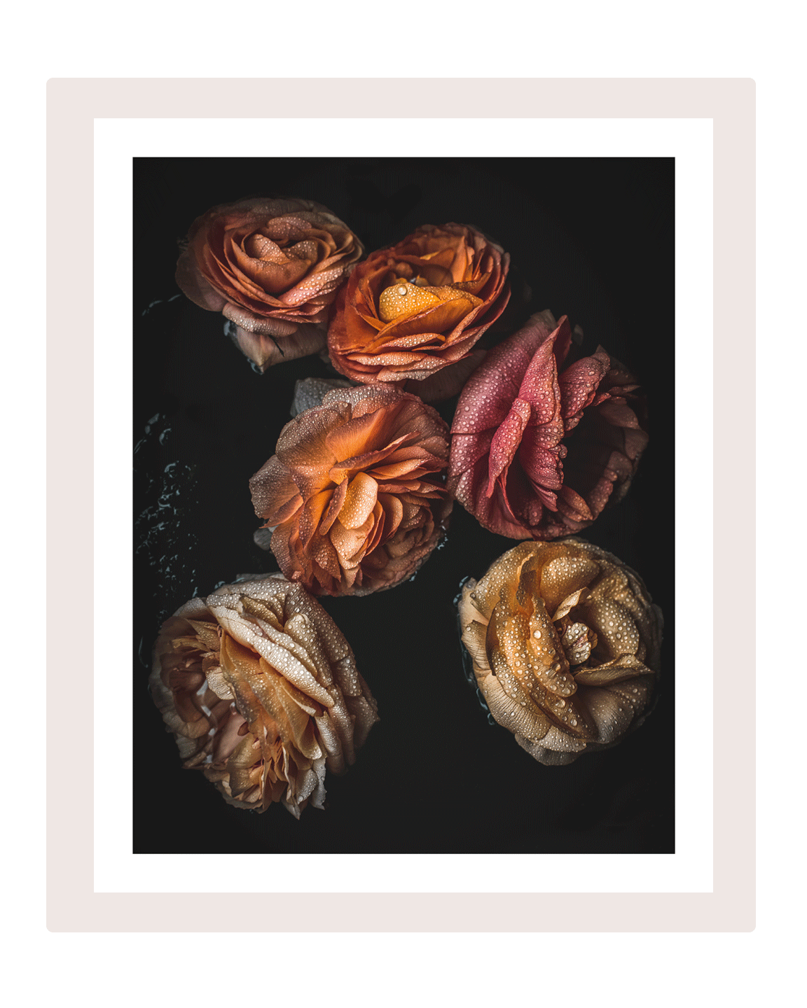 Late Spring Morning Dew | Flower Art Prints | Elena Dragoi