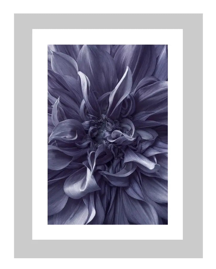 Lavender Mist | custom floral art cards | art postcards | flower prints | ELENA DRAGOI