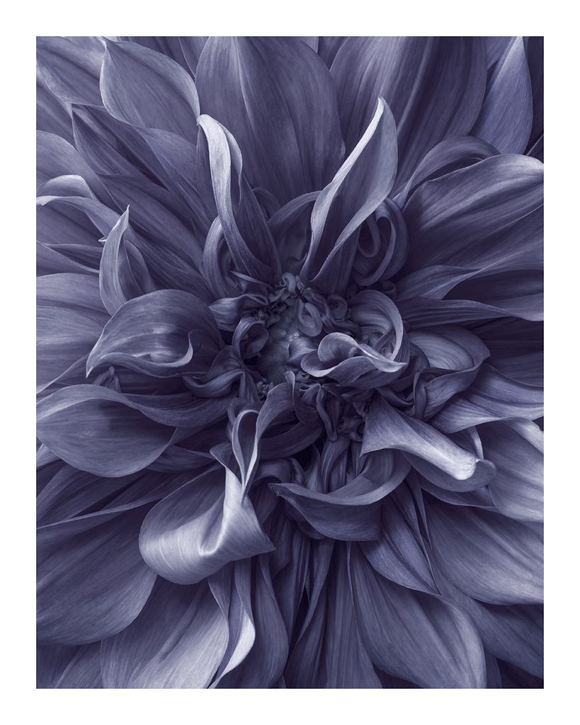 Lavender Mist | Flower Print | Elena Dragoi