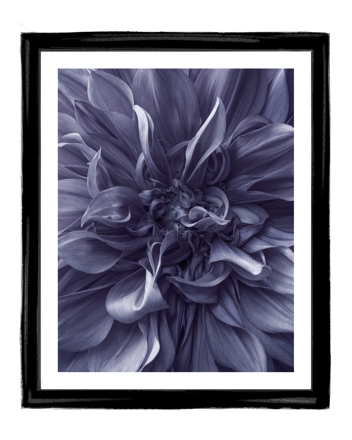 Lavender Mist | Fine Art Flower Prints Photography | Elena Dragoi