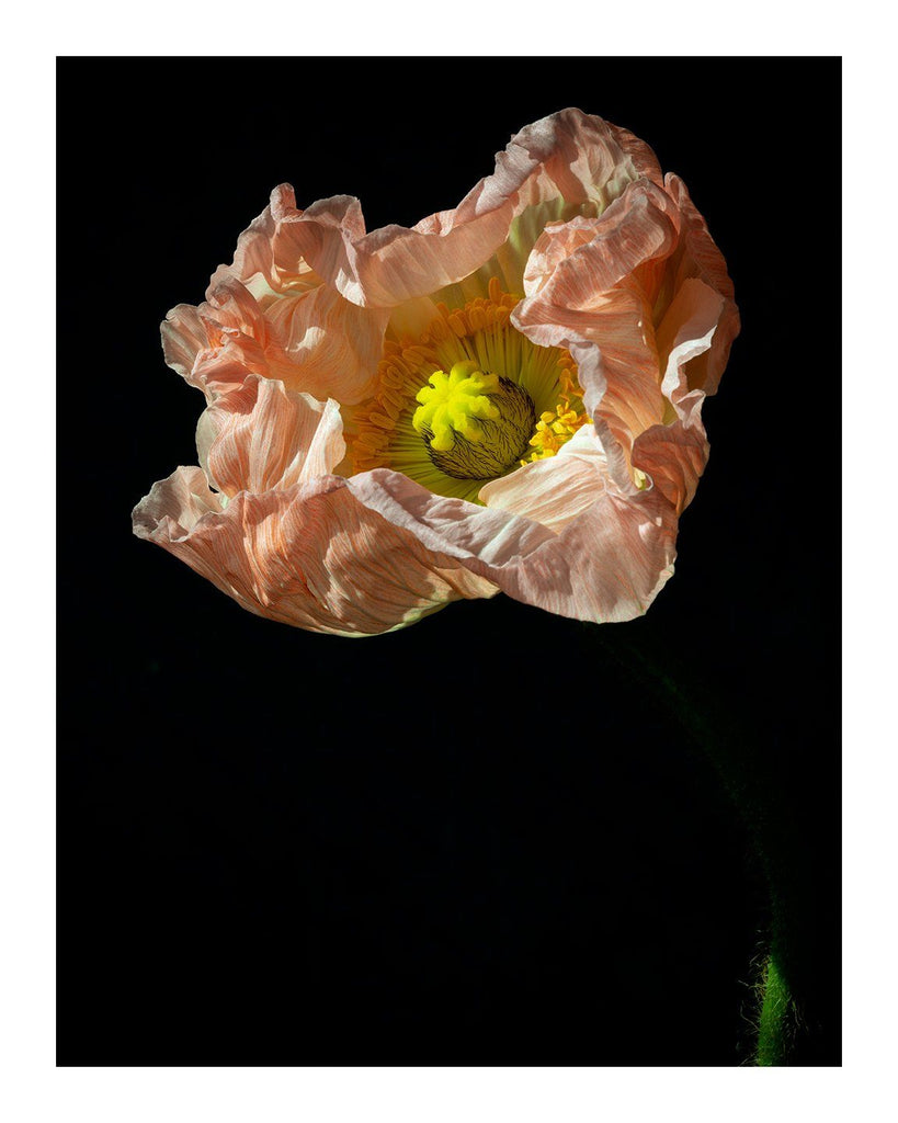 Light - flower prints ELENA DRAGOI