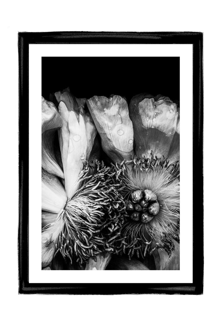 Love | Fine art flower photography