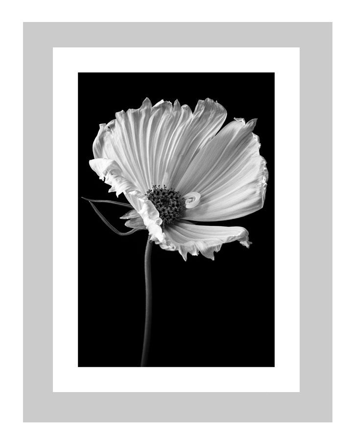 Flower Panites Art Print by TrinaCaryPhotography