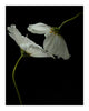 Name 2 - flower art prints ELENA DRAGOI