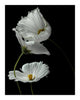 Name 3 - flower art prints ELENA DRAGOI