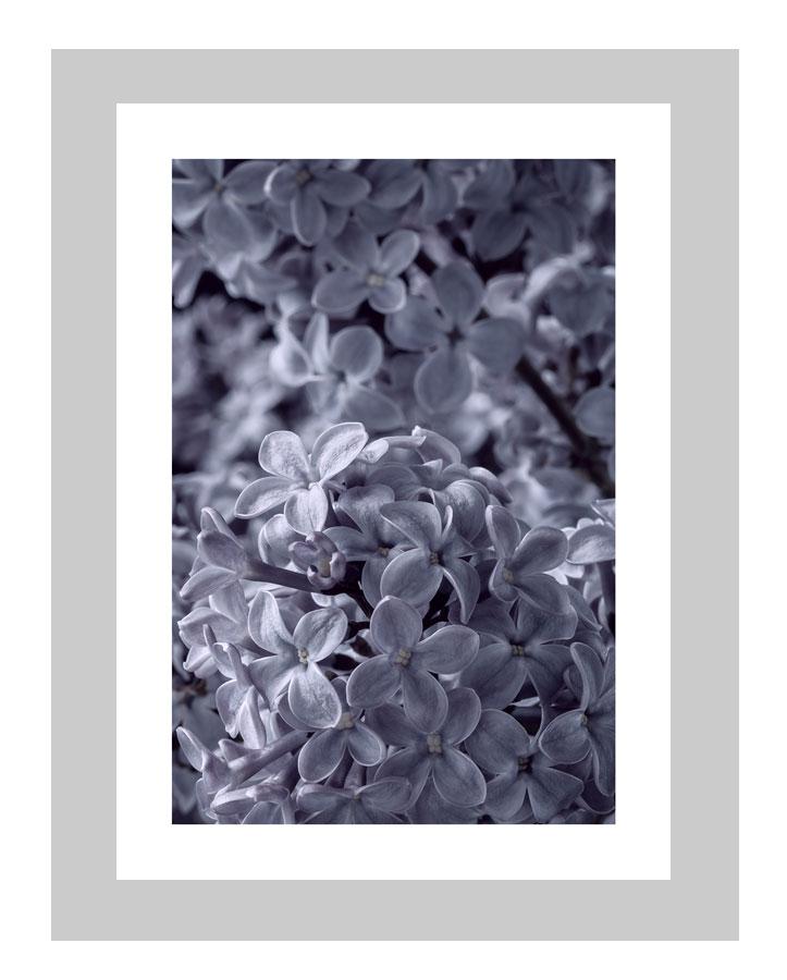 Nostalgia | custom floral art cards | art postcards | flower prints | ELENA DRAGOI