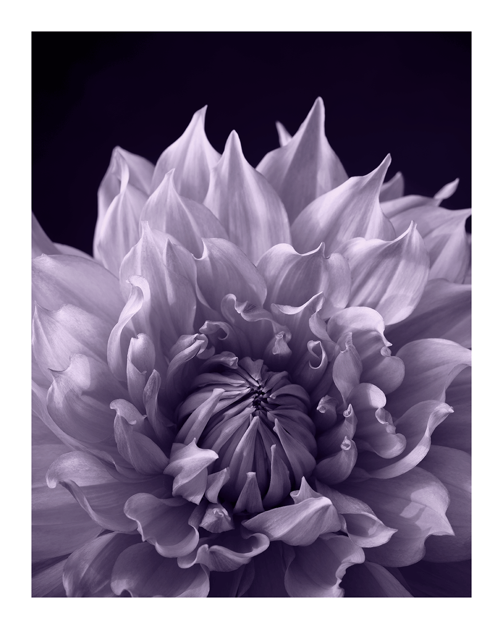 Permission | Flower Print | Elena Dragoi