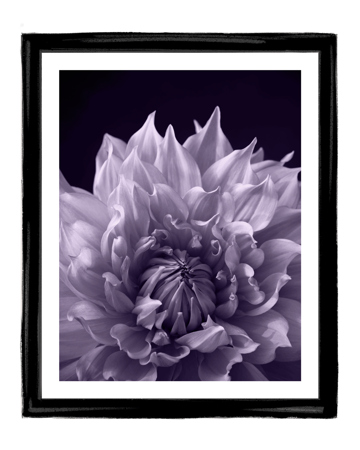 Permission | Fine Art Flower Photography | Elena Dragoi