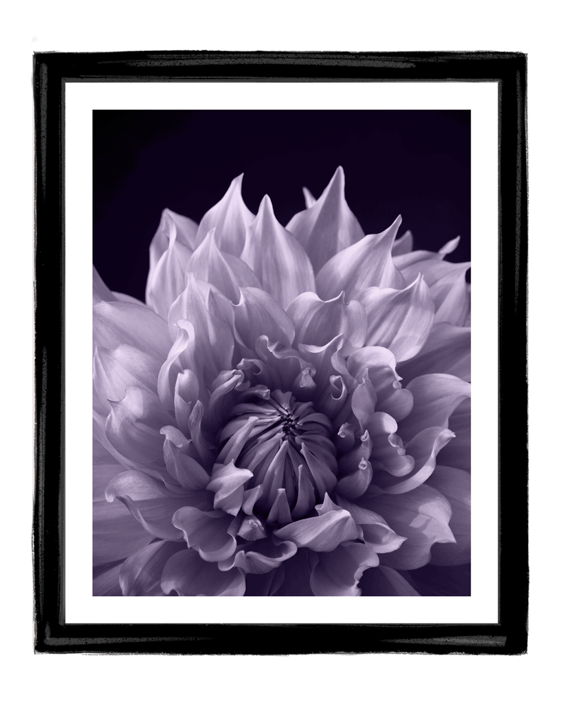 Permission | Fine Art Flower Photography | Elena Dragoi