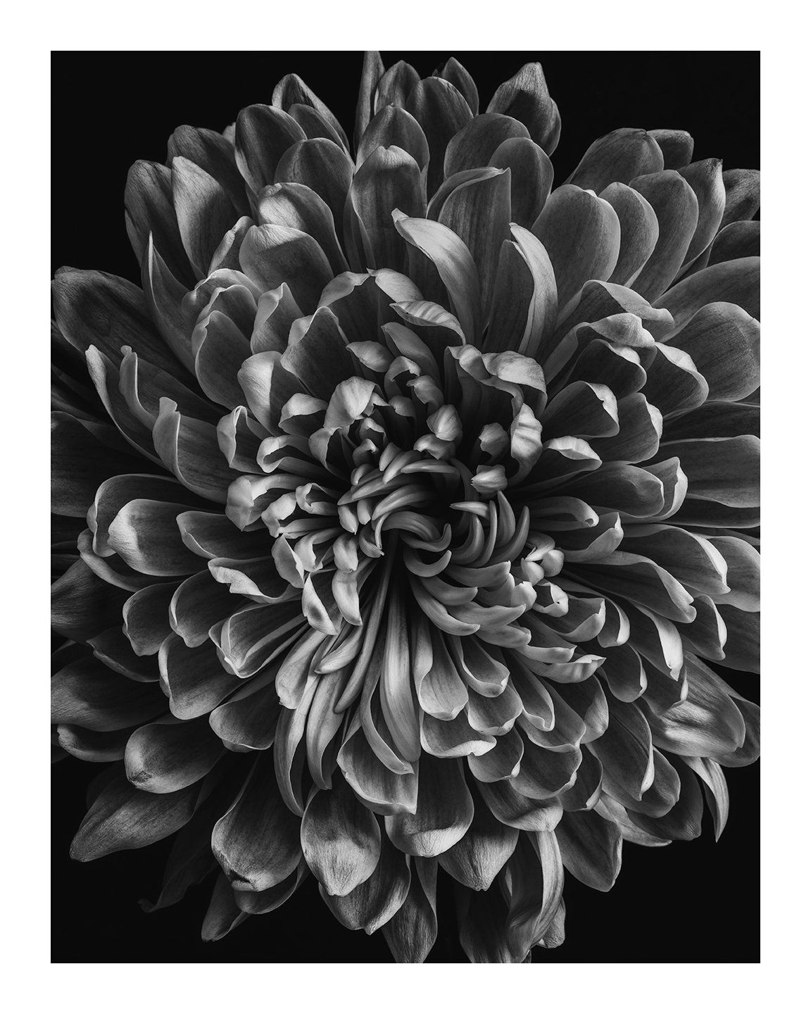 Reborn - flower prints ELENA DRAGOI