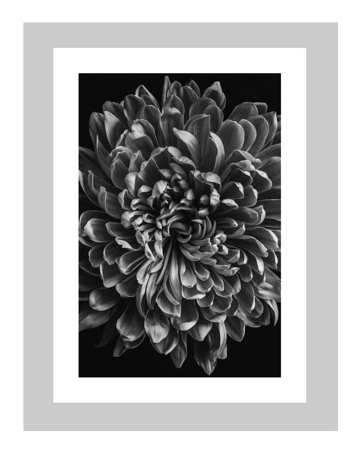 Reborn  | custom floral art cards | art postcards | flower prints | ELENA DRAGOI