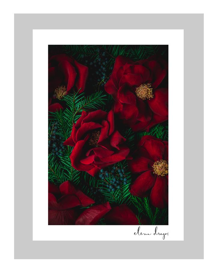 Rosy Cheeks floral art cards | flower art postcards | ELENA DRAGOI