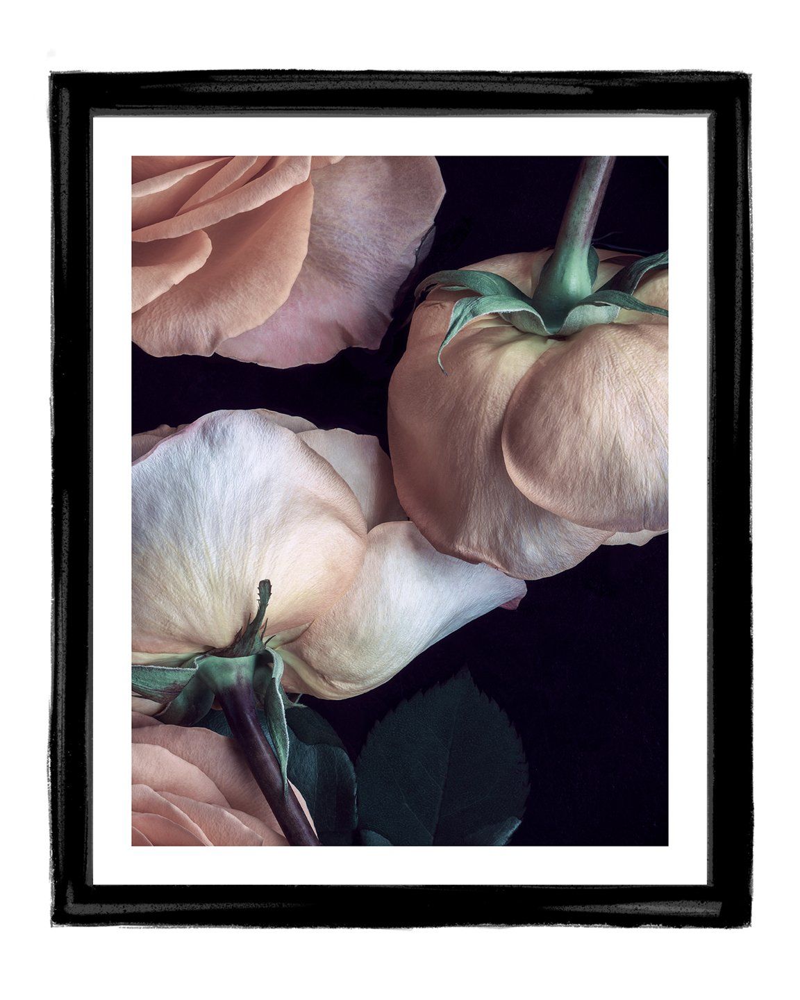 Scent of a Rose - flower art prints ELENA DRAGOI