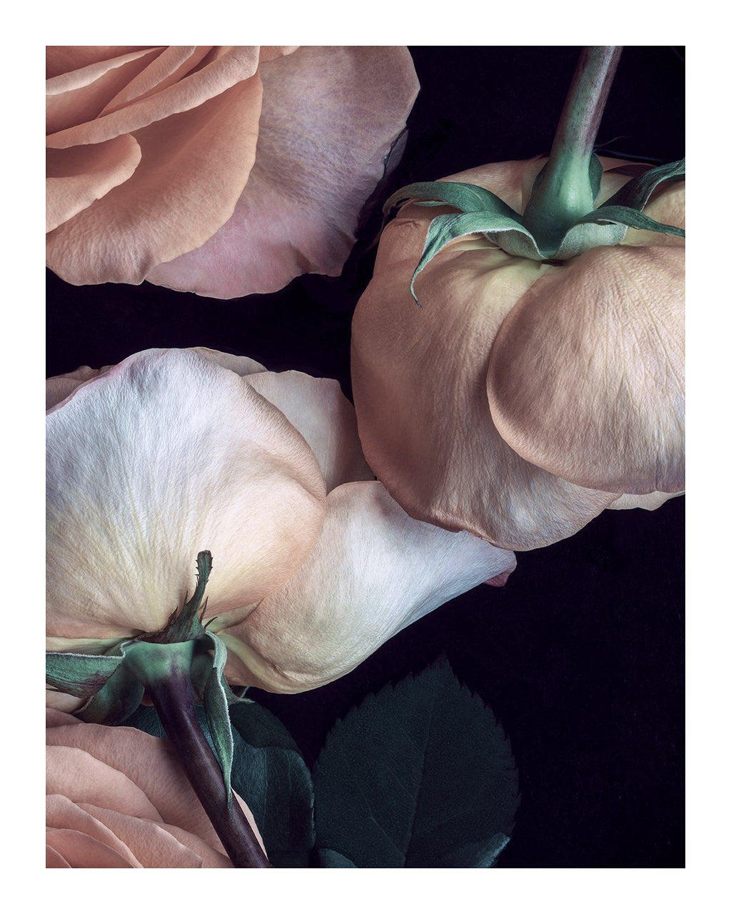 Scent of a Rose - flower prints ELENA DRAGOI