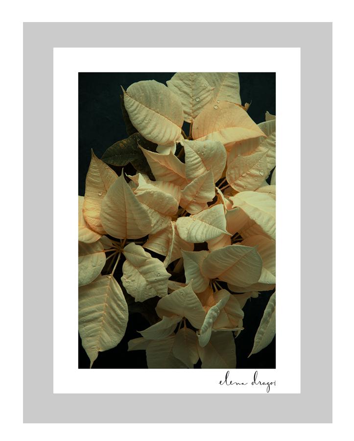 Silent Night floral art cards | flower art postcards | Fine art flower photography | ELENA DRAGOI