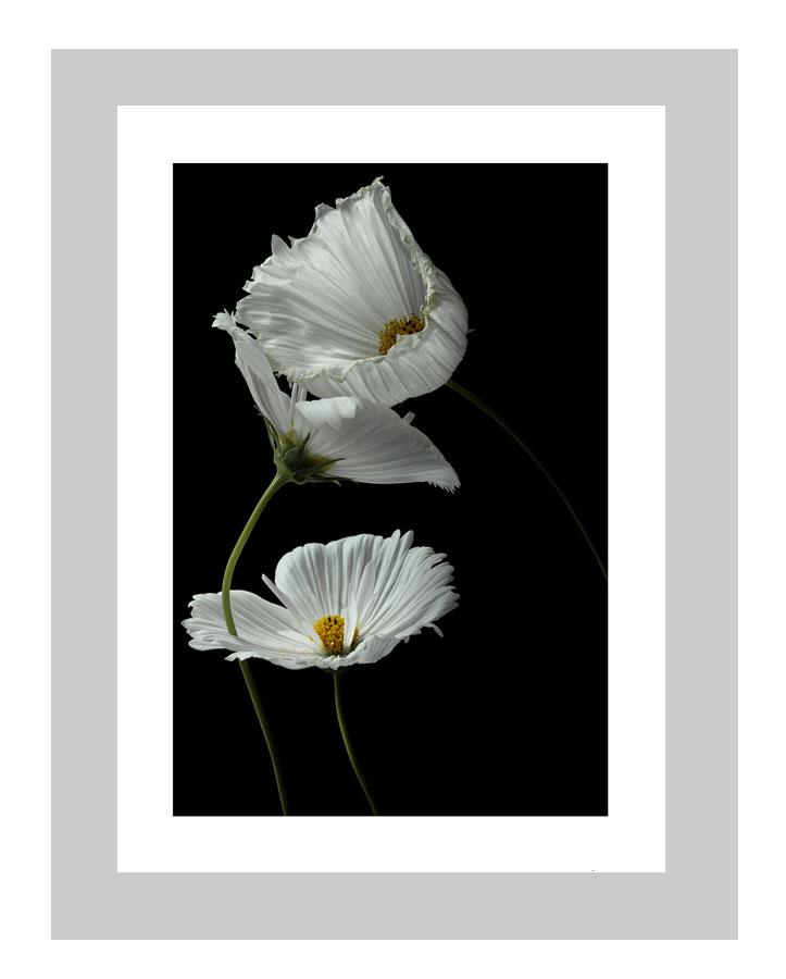 Strangers |  custom floral art cards | art postcards | flower prints | ELENA DRAGOI