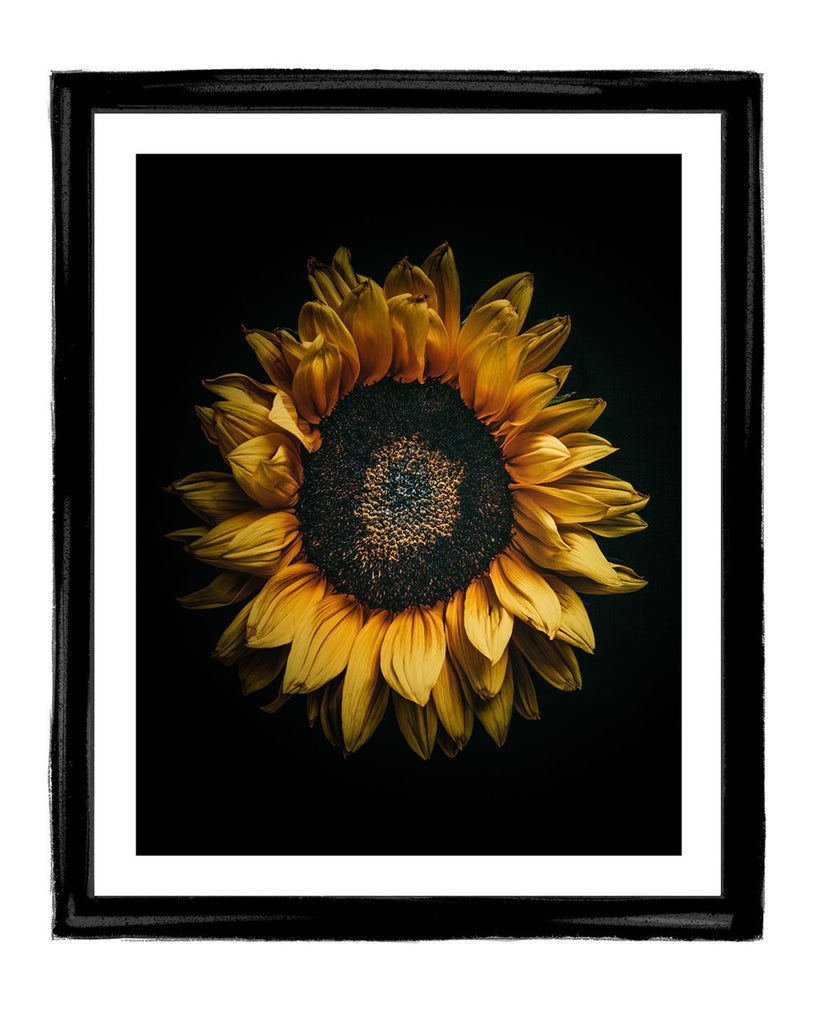 Sunkissed | Fine Art Flower Photography | Elena Dragoi