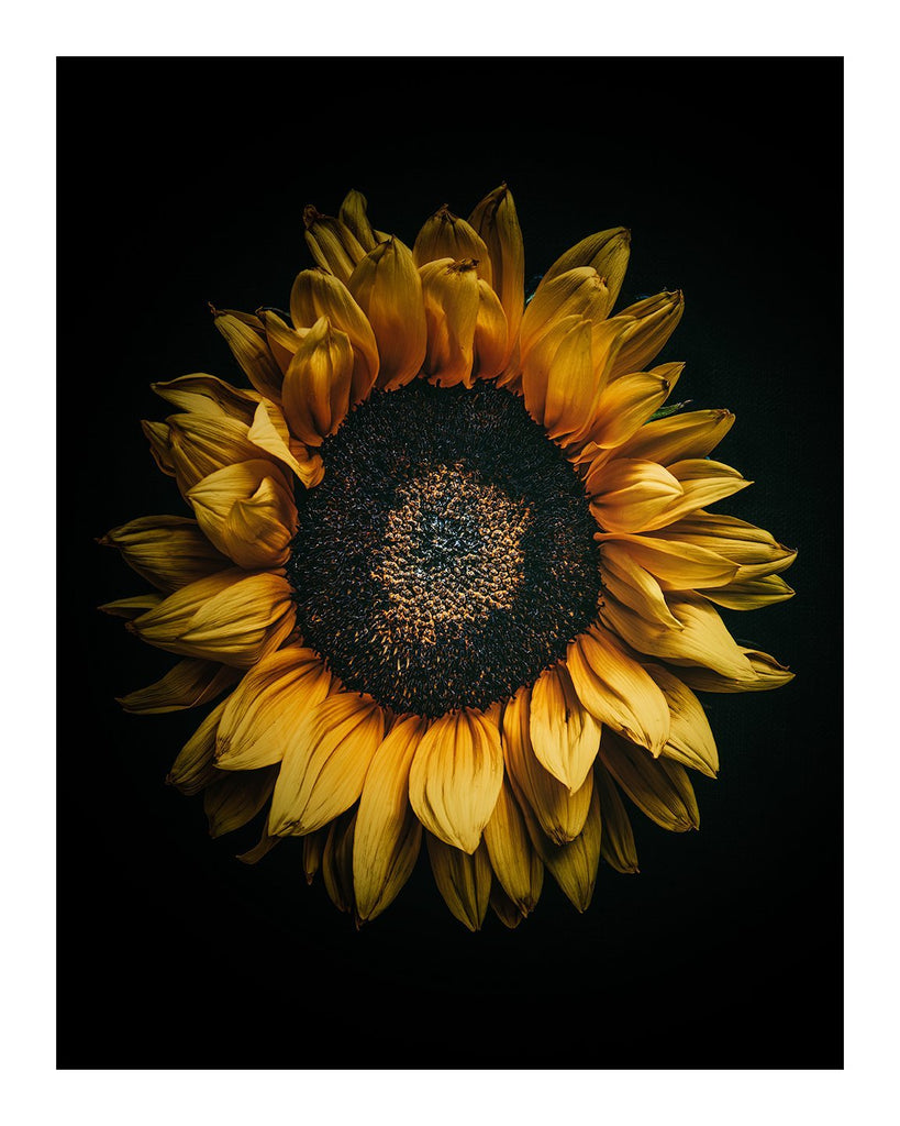 Sunkissed | Flower Print | Elena Dragoi