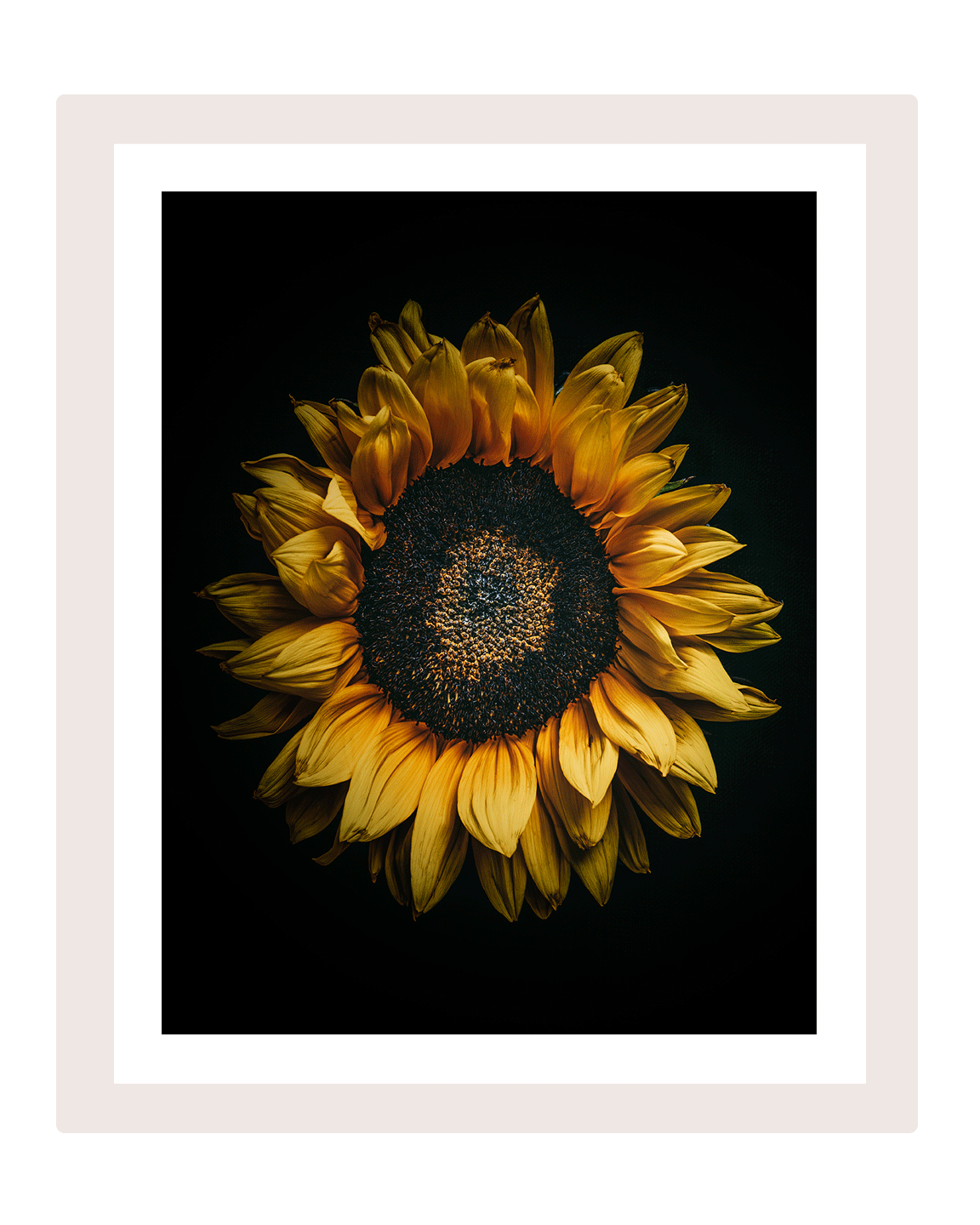  Sunkissed | Flower Art Prints | Elena Dragoi