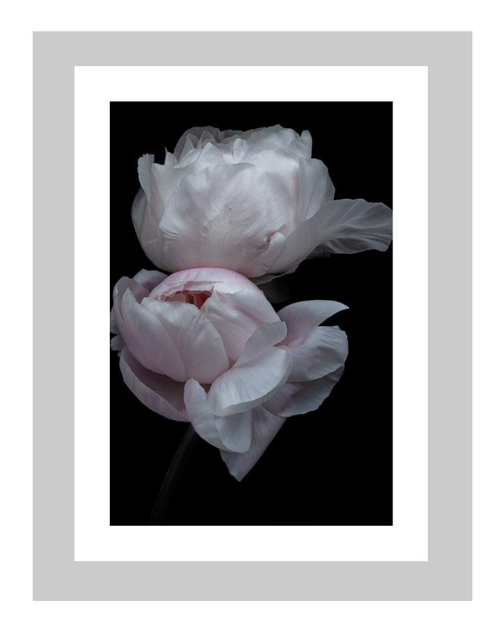Surrender  | custom floral art cards | art postcards | flower prints | ELENA DRAGOI