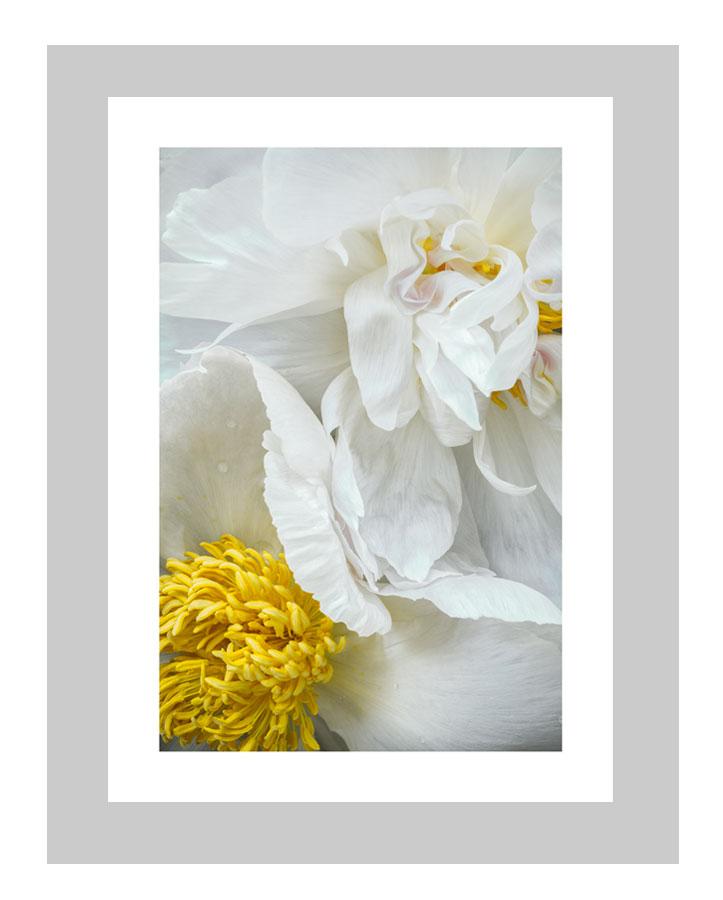 The Gift | custom floral art cards | art postcards | flower prints | ELENA DRAGOI