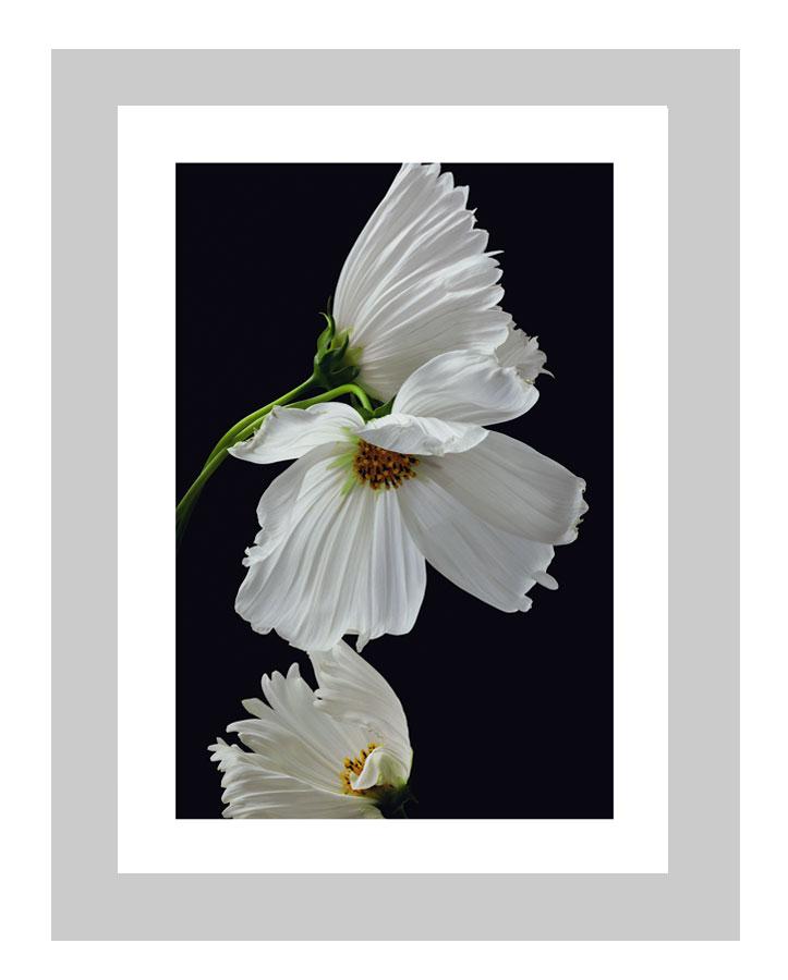 The Love That Remains | custom floral art cards | art postcards | flower prints | ELENA DRAGOI