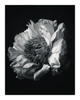The Grace of Peony | Flower Print | Elena Dragoi