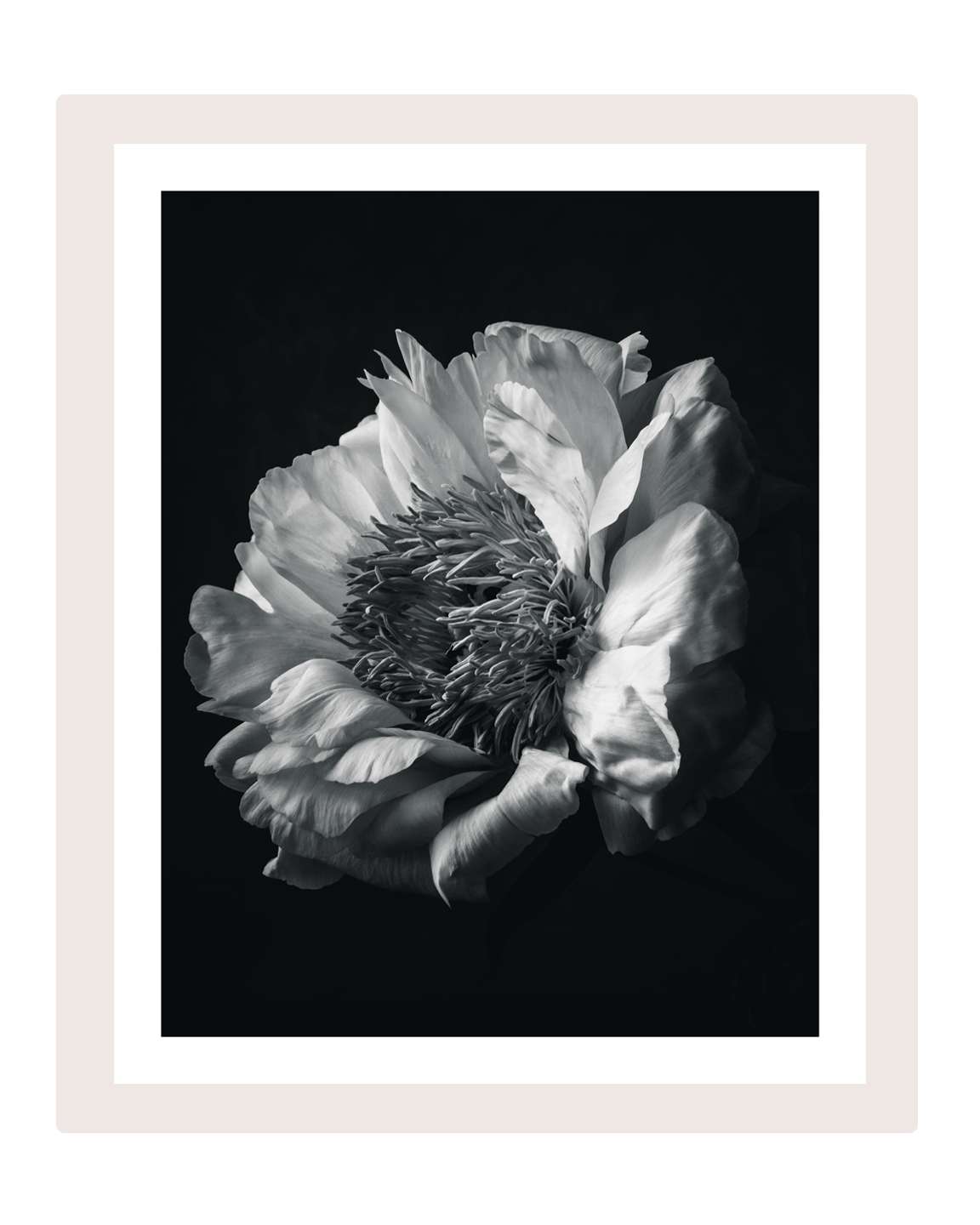 The Grace of Peony | flower art prints | ELENA DRAGOI