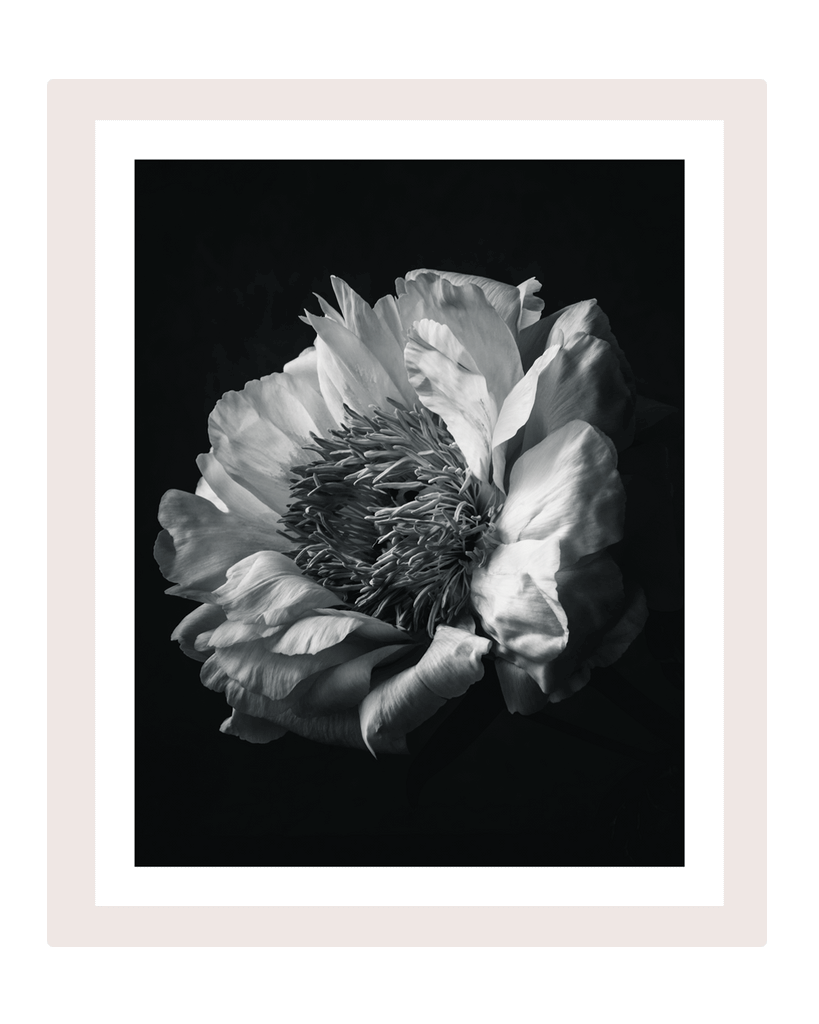 The Grace of Peony | flower art prints | ELENA DRAGOI