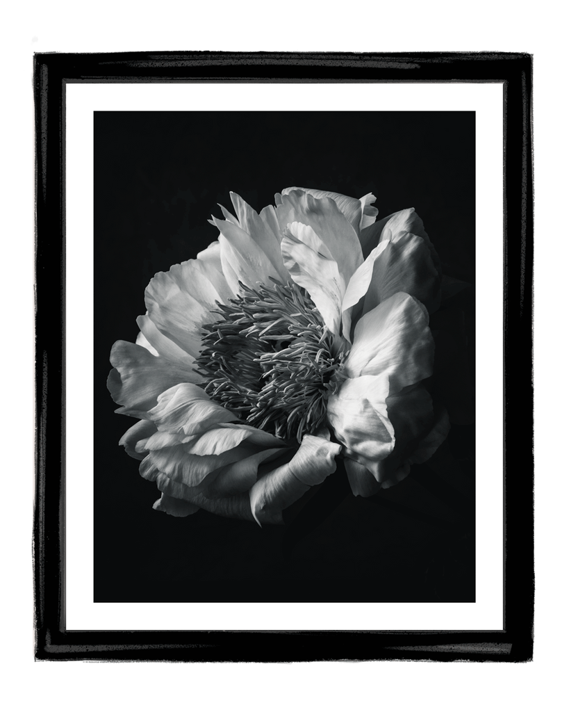 The Grace of Peony | Fine Art Flower Photography | ELENA DRAGOI