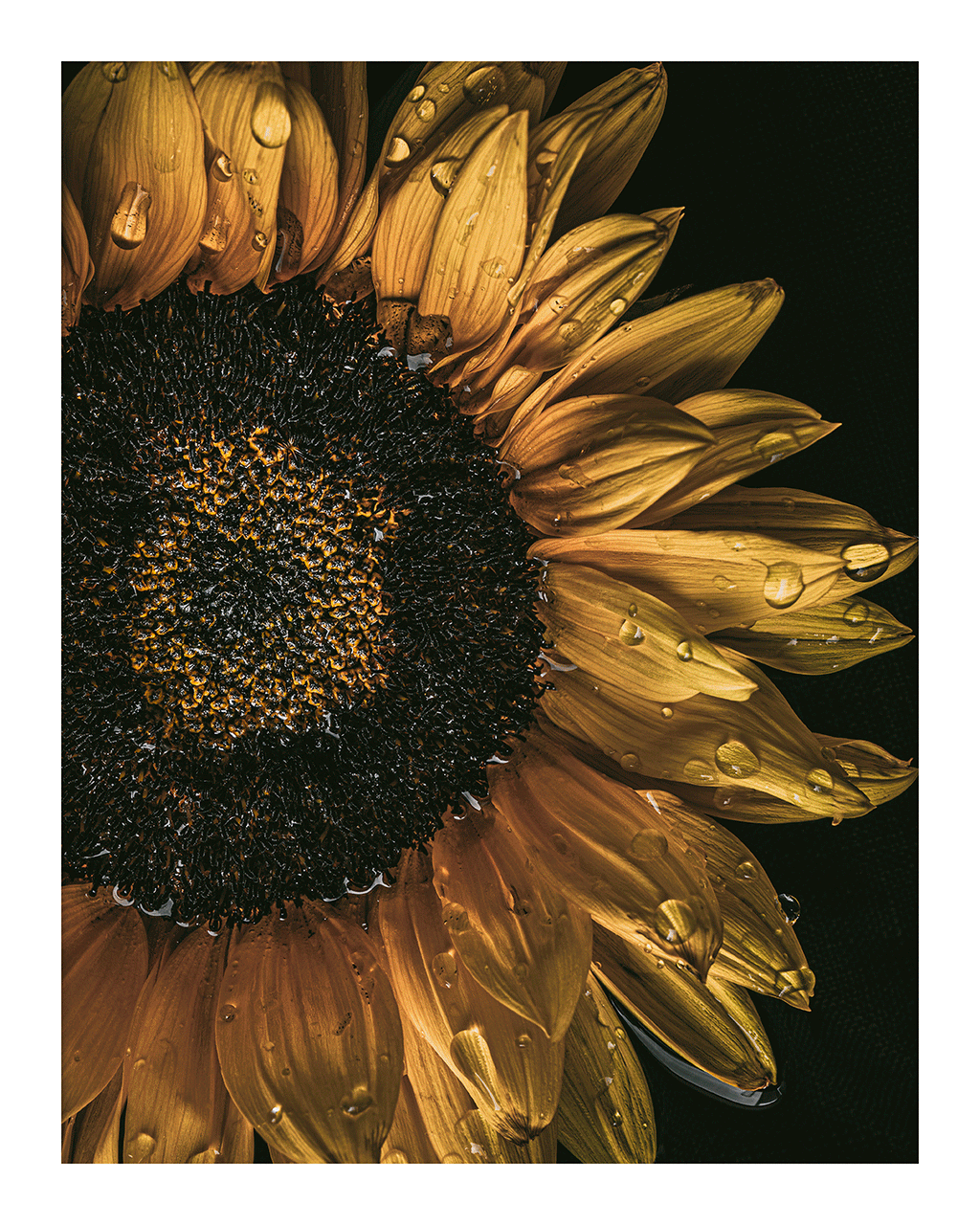 The Language of Bliss I Sunflower Prints | Elena Dragoi