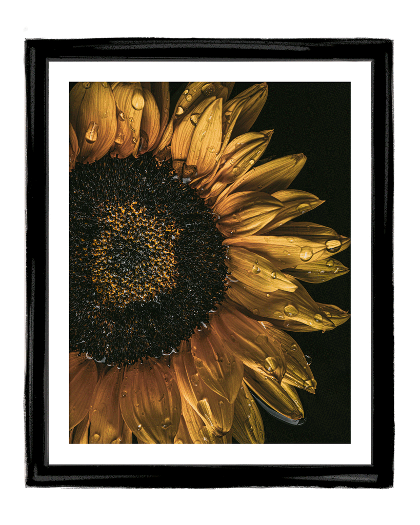 The Language of Bliss I Fine Art Sunflower Prints | Elena Dragoi