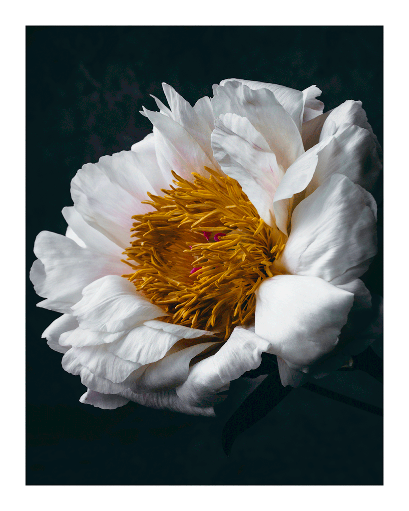 Unwavering Presence | Flower Print | Elena Dragoi