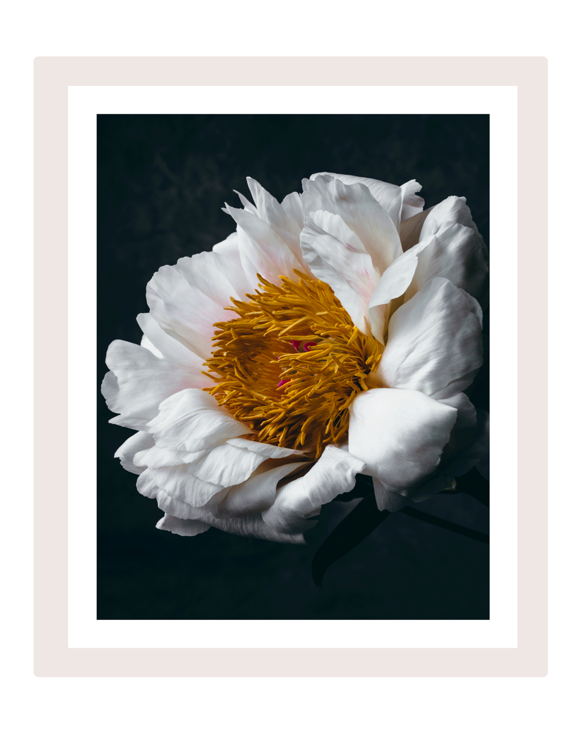 Unwavering Presence | Flower Art Prints | Elena Dragoi