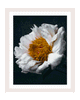 Unwavering Presence | Flower Art Prints | Elena Dragoi