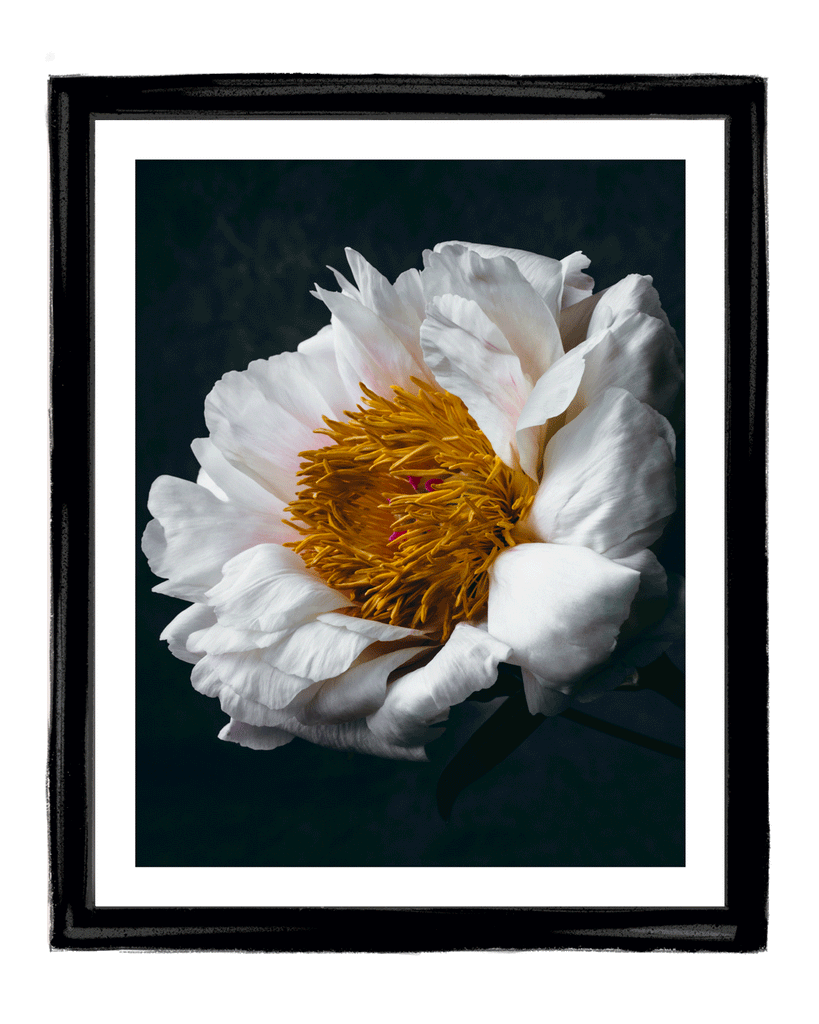 Unwavering Presence | Fine Art Flower Photograpahy | Elena Dragoi