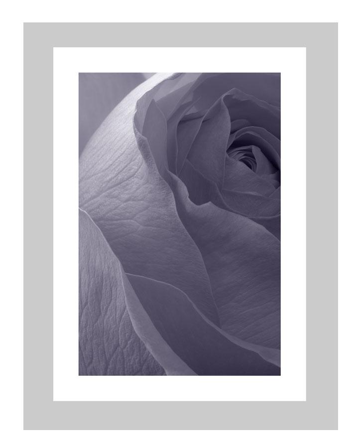 Violet Dusk | custom floral art cards | art postcards | flower prints | ELENA DRAGOI